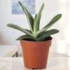 Gasteria