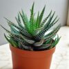 haworthia-zebra