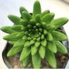 Orostachys Chanetii