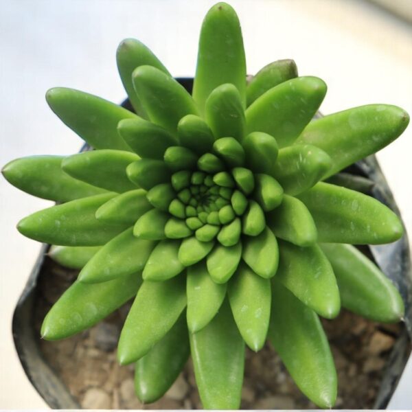 Orostachys Chanetii