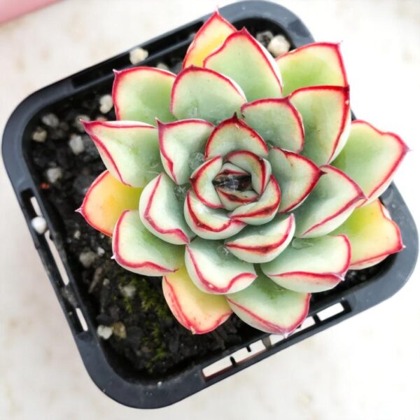 Echeveria