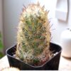 Mammillaria Elongata