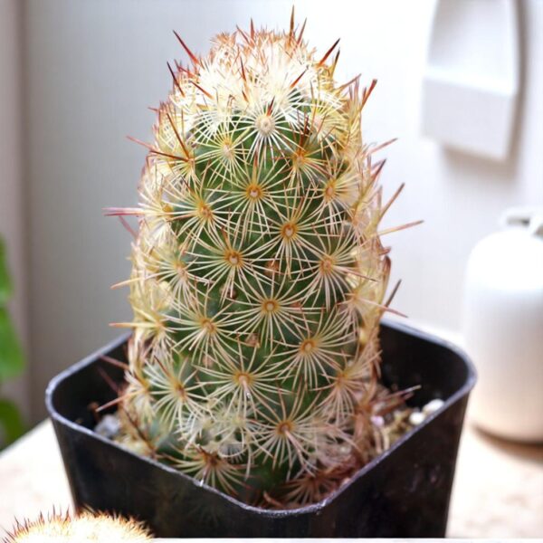 Mammillaria Elongata