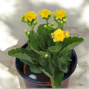 Rose sedum grass