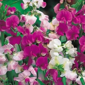 SWEET PEA MIXED OPEN POLLINATED SEEDS (15-20 seeds)