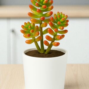 Sedum Rubrotinctum