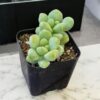 Sedum Spp