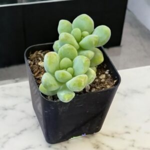 Sedum Spp