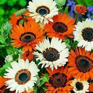 Venidium mix hybrid seeds (40 seeds)
