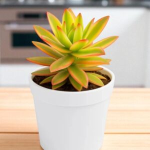 Yellow Variegated Campfire