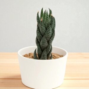 Haworthia Reindwartii