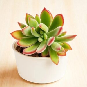 Echeveria Pulvinata