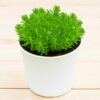 Sedum Grass