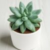 Pachyphytum Compactum