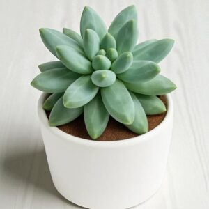 Pachyphytum Compactum