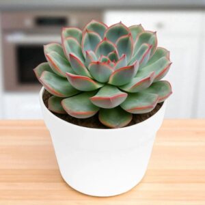 Echeveria Pink Border
