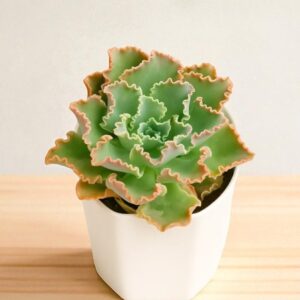 Echeveria frill curls