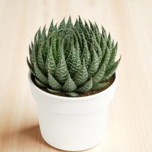 Aloe Aristata