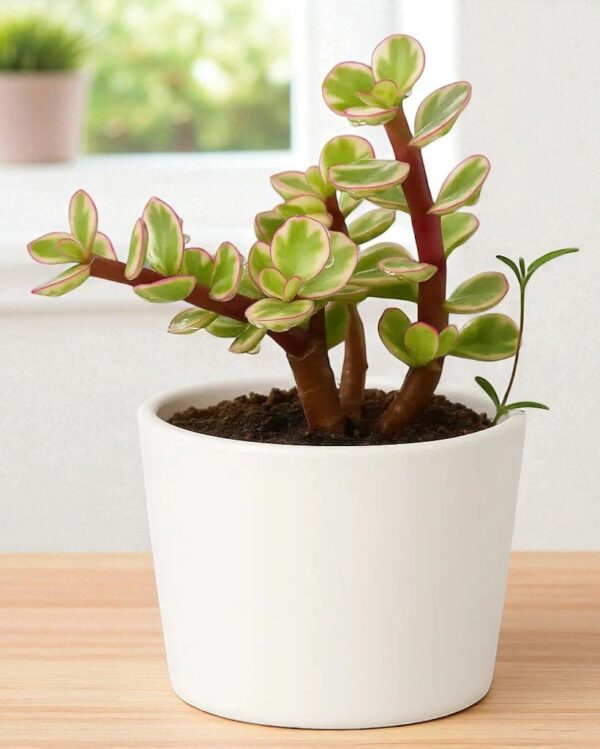 Yellow elephant Bush