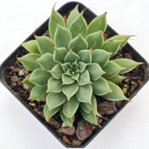 Graptoveria 'Silver Star'