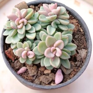 Graptopetalum amethystinum
