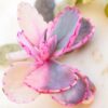 Kalanchoe fedtschonkii