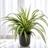 Spider plant