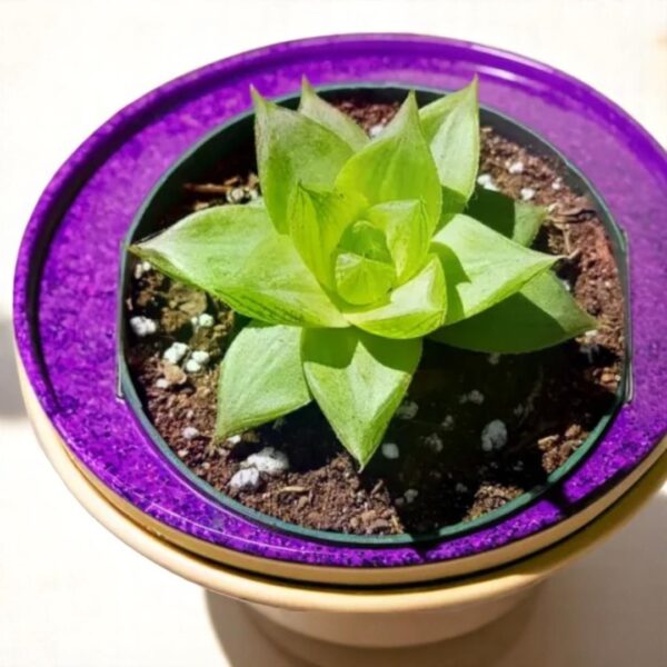 HAWORTHIA CYMBIFORMIS