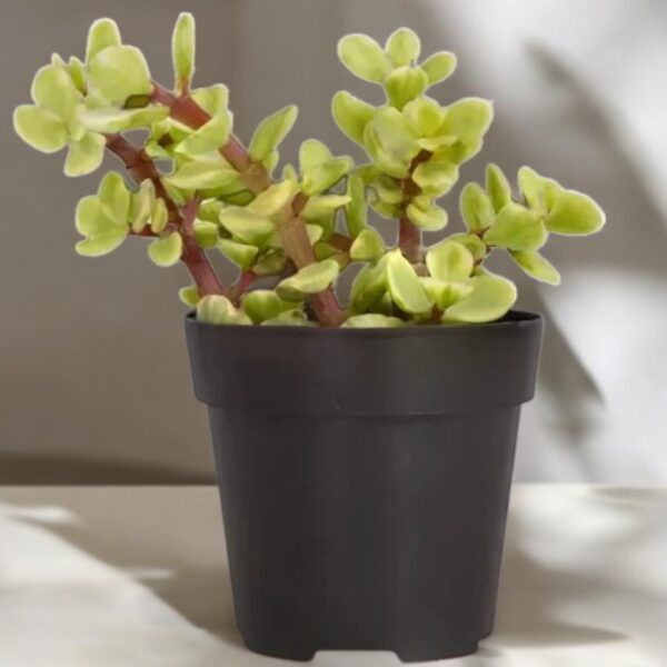 Yellow elephant bush