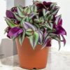 Tradescantia Zebrina