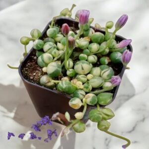 String of pearls
