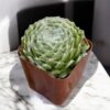 Cobweb succulent