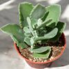 Kalanchoe miliotii
