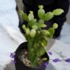 Christmas cactus