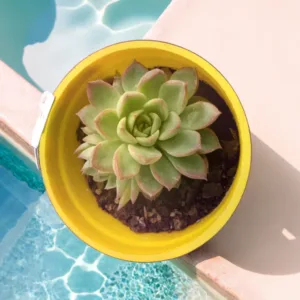 Mini Echeveria ( 1 piece ) (Copy)