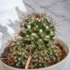 Chocolate cactus