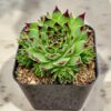 Sempervivum calcereum