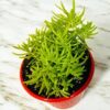 SEDUM GRASSES