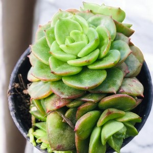 ECHIEVERIA GREEN ( 1 piece )