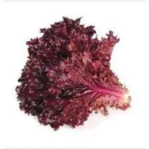 LETTUCE RED HYBRID SEEDS (60-50 seeds)