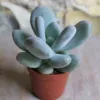 Moonstone Succulent