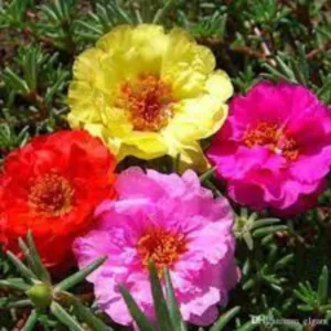 Portulaca Double / Moss Rose / 9' O Clock Mix Open Pollinated Seeds