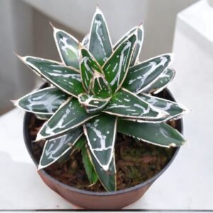 queen victoria agave