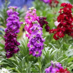 STOCKS MIXED OPEN POLLINATED SEEDS (70-80 seeds)