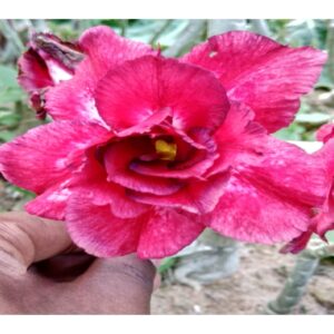 Adenium R126