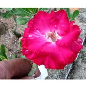 Adenium R128