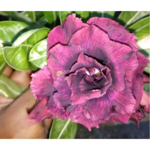Adenium R129