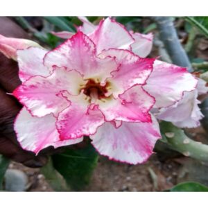 Adenium R130