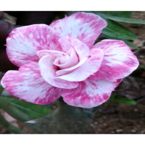 Adenium R139