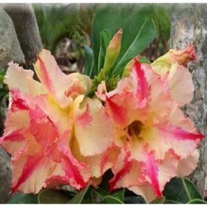 Adenium R142